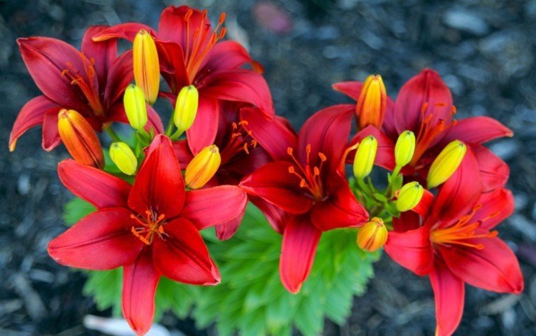 Hoa lily đỏ Robina